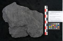 Foto (Objekt + Etikett) von Noeggerathia palmaeformis Goeppert (NHMW-GEO-2024-0188-10736)